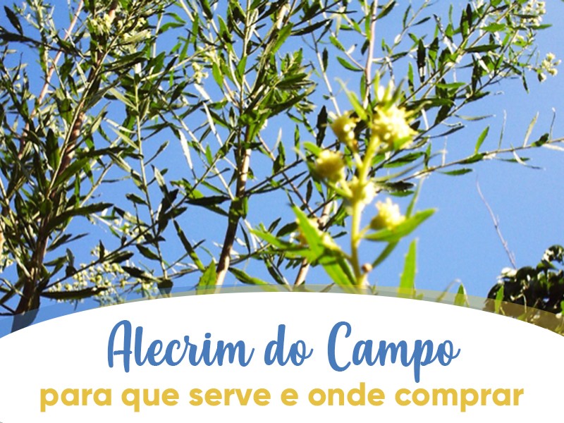 Alecrim do Campo: para que serve e onde comprar